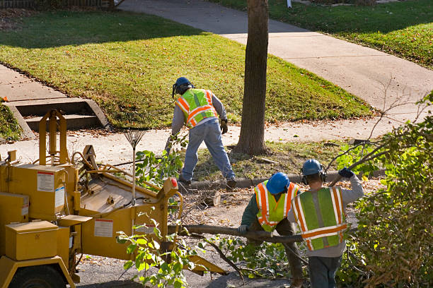 Best Grass Overseeding  in Sewalls Point, FL